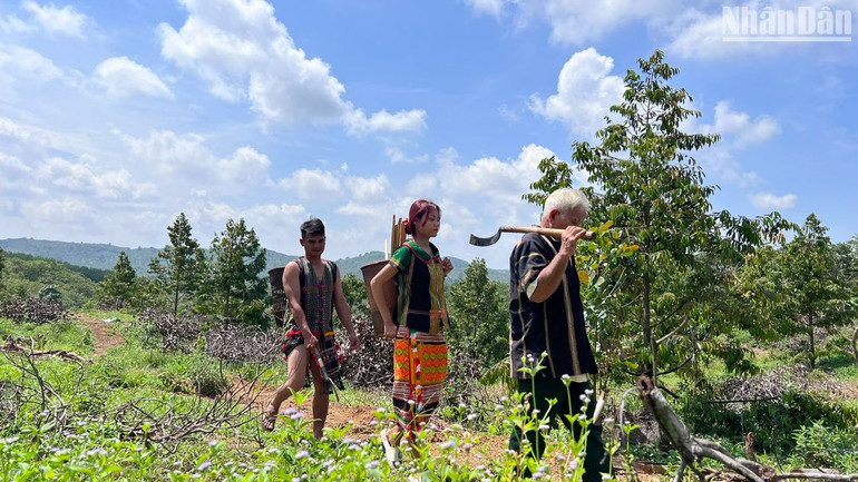 Người S’tiêng ở Bù Đăng đi làm rẫy.