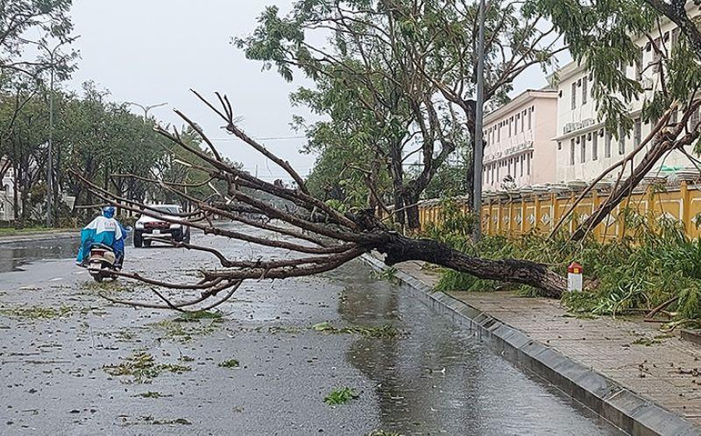 Cây cối trên đường Trần Phú (thành phố Tam Kỳ) bị ngã đổ. Cây cối trên đường Trần Phú (thành phố Tam Kỳ) bị ngã đổ.