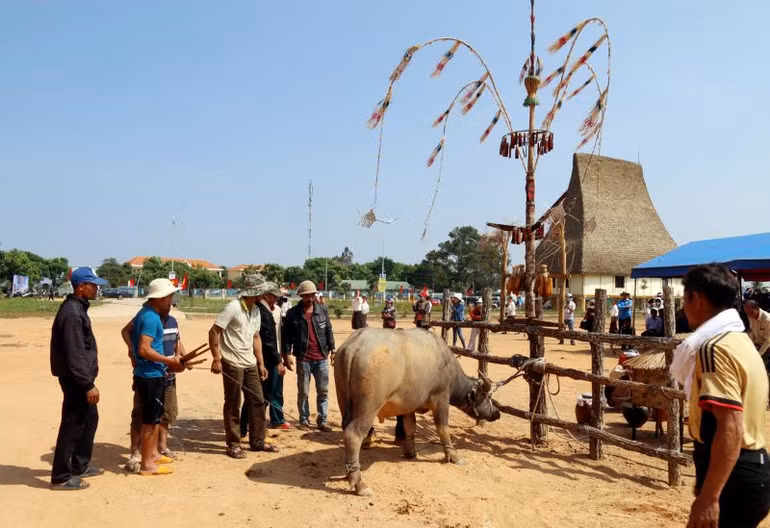 Chuẩn bị thực hiện nghi thức “ăn trâu”.