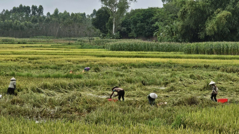 Người dân xã Đồng Thịnh, huyện Sông Lô thu hoạch lúa bị đổ rạp sau bão. Người dân xã Đồng Thịnh, huyện Sông Lô thu hoạch lúa bị đổ rạp sau bão.
