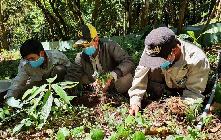 Người dân đầu tư dàn tưới tự động để trồng Hồng Đẳng sâm tại Kon Plông.