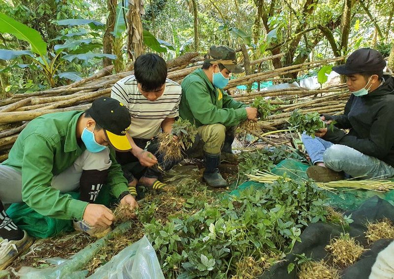 Những cây giống sâm Ngọc Linh được gói bằng lá chuối để đem đi trồng.