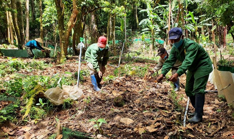 Công nhân Công ty cổ phần Sâm Ngọc Linh Kon Tum trồng sâm Ngọc Linh trong rừng già tại xã Măng Ri, huyện Tu Mơ Rông.