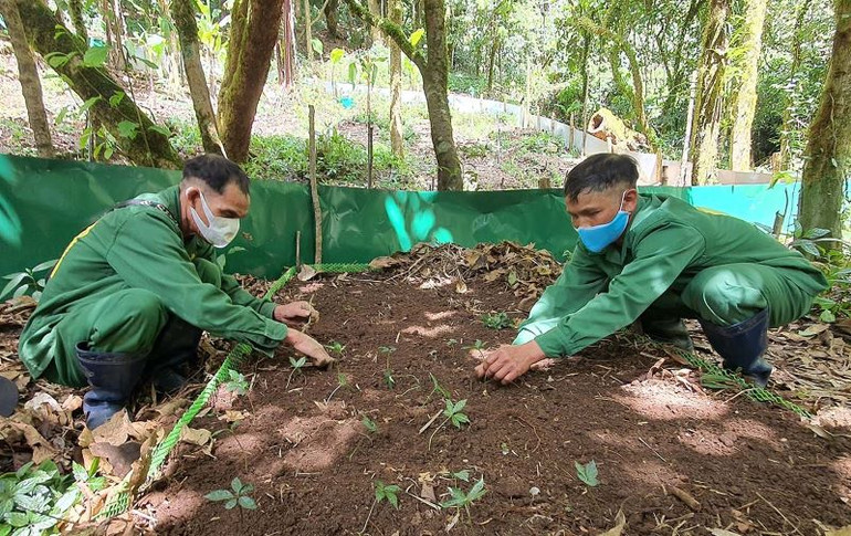 Rải các lớp mùn để ươm hạt giống sâm Ngọc Linh trong rừng già.
