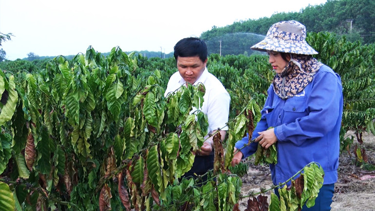 Nhiều cây cà-phê tái canh của gia đình chị Nguyễn Thị Hồng bị cháy lá, khô quả do thiếu nước tưới.