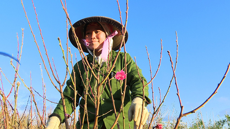 Chị Y Tạo có thêm thu nhập ổn định từ công việc chăm sóc cây hoa đào Tết. Chị Y Tạo có thêm thu nhập ổn định từ công việc chăm sóc cây hoa đào Tết.