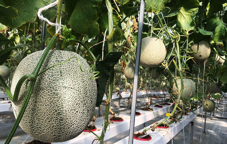 Vườn Dưa lưới ứng dụng công nghệ cao tại Ban Quản lý Khu Nông nghiệp ứng dụng công nghệ cao Măng Đen.