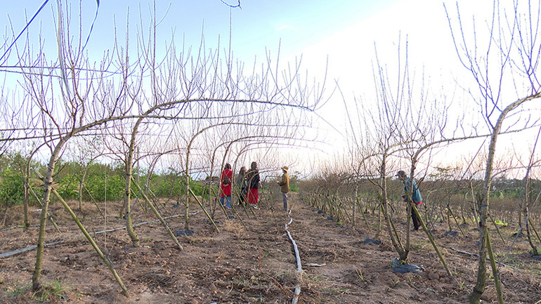Các cây đào thế được giữ lại để tạo cảnh quan cho du khách đến tham quan trong dịp Tết Nguyên đán Ất Tỵ 2025. Các cây đào thế được giữ lại để tạo cảnh quan cho du khách đến tham quan trong dịp Tết Nguyên đán Ất Tỵ 2025.