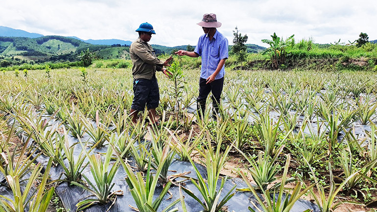 Đồng bào dân tộc thiểu số xã Đăk Trăm, huyện Đăk Tô trồng cây mắc-ca trong vườn dứa.