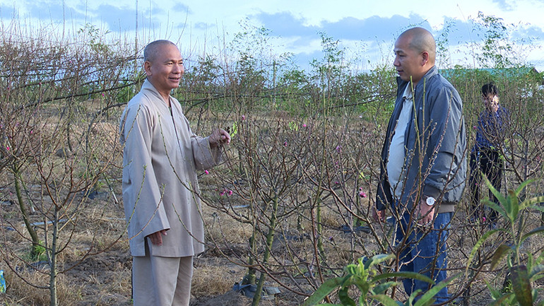 Hòa thượng Thích Quang Hạnh (trái) giới thiệu vườn đào với khách tham quan. Hòa thượng Thích Quang Hạnh (trái) giới thiệu vườn đào với khách tham quan.