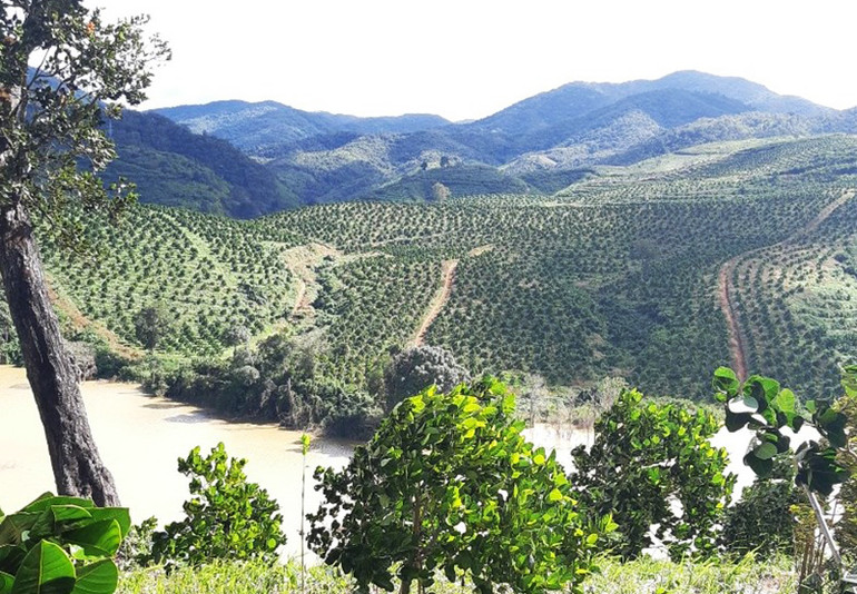 Dự án trồng cây ăn quả (mít thái, sầu riêng) ứng dụng công nghệ cao đạt tiêu chuẩn GlobalGAP của Công ty TNHH sản xuất, chế biến Nông lâm sản Nghĩa Phát.