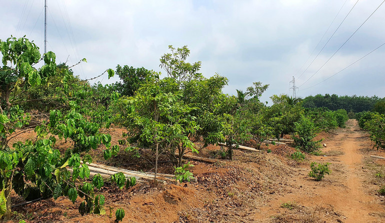 Rẫy của ông Nguyễn Thanh Sang được kê khống tiền đền bù hơn 10,7 tỷ đồng.