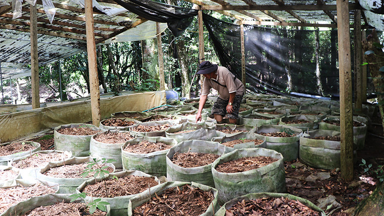 Những cây sâm Ngọc Linh nhỏ trồng bên cạnh nhưng không bị trộm