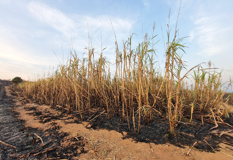 Lực lượng chức năng đã kịp thời dập tắt đám cháy, giảm thiểu thiệt hại cho bà con nông dân.