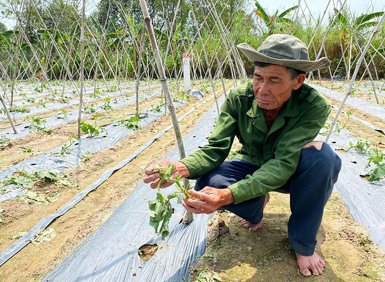 Mưa đá kèm gió lốc cuối tháng 4/2023, gây thiệt hại hoa màu cho người dân tỉnh Kon Tum.