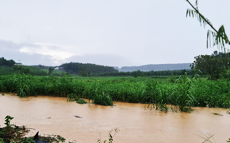 Cánh đồng sắn bị ngập úng nghiêm trọng.