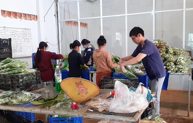 Sơ chế, đóng gói rau củ quả hữu cơ tại Hợp tác xã rau hoa xứ lạnh Thanh niên Măng Đen.