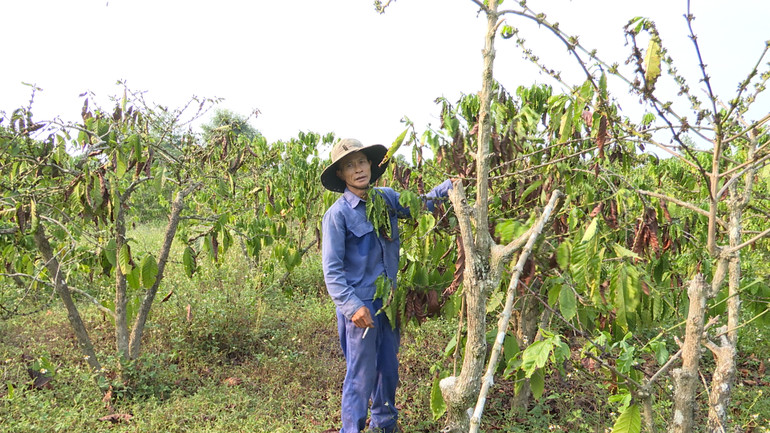 Ông Phạm Văn Tiệp bên diện tích cà-phê bị cháy lá do thời tiết nắng nóng kéo dài.