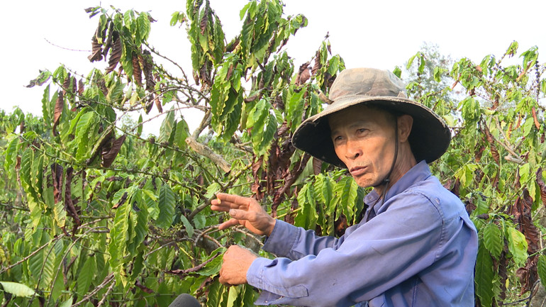 Cũng như nhiều hộ dân trên địa bàn huyện Đăk Hà, ông Phạm Văn Tiệp lo lắng một mùa vụ cà-phê thất thu.