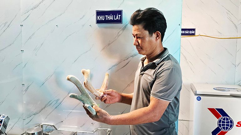 Nhung hươu mang lại giá trị kinh tế cao cho các hộ chăn nuôi.