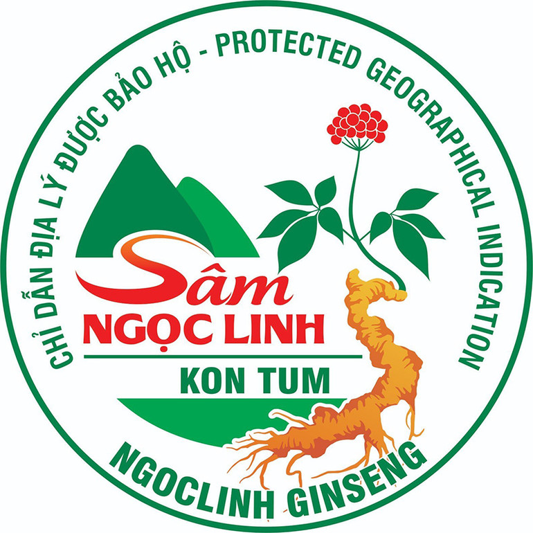 Logo Chỉ dẫn địa lý sâm Ngọc Linh Kon Tum được bảo hộ.