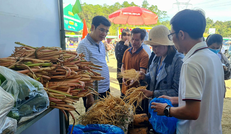 Du khách mua sắm Hồng đẳng sâm, dược liệu đặc sản của huyện Đăk Glei.