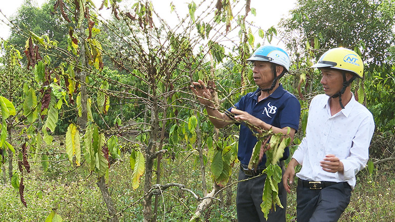 Người trồng cà-phê lo lắng một vụ mùa thất thu.