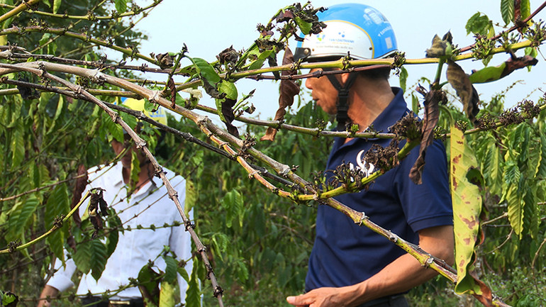 Nhiều diện tích cà-phê bị cháy lá, khô cành do biên độ nhiệt tăng cao thất thường