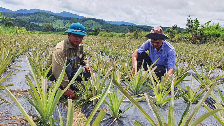 Người dân xã Đăk Trâm, huyện Đăk Tô mạnh dạn đầu tư trồng thơm.