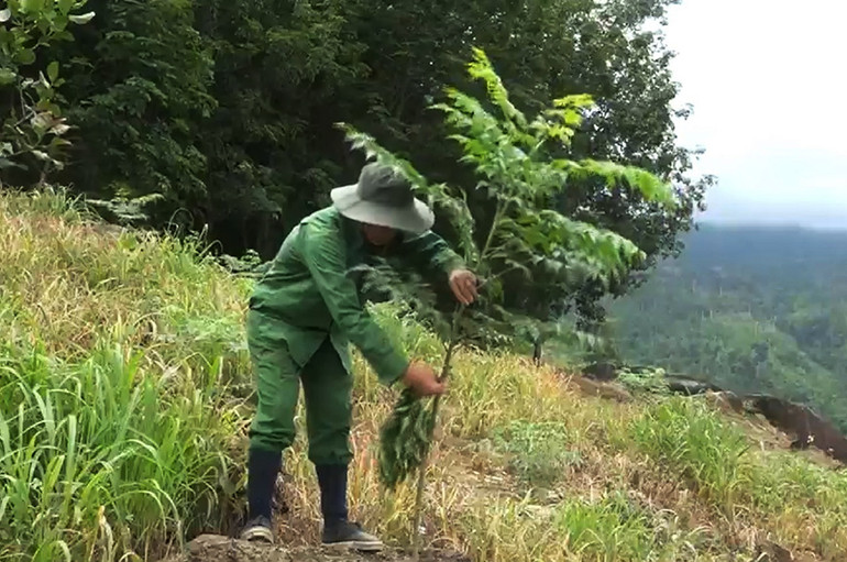 Anh Bùi Văn Vi chăm sóc rừng cây xoan của gia đình.