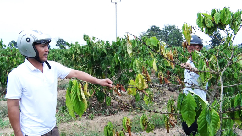 Người dân và công nhân Công ty Cà phê Đăk Uy bất lực nhìn vườn cà-phê oằn mình chịu hạn.