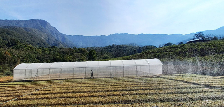 Nhiều hộ đồng bào dân tộc thiểu số tỉnh Kon Tum đã biết ứng dụng nhà màng vào trồng dược liệu.