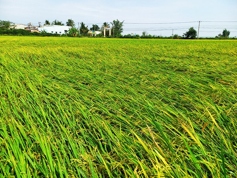 Ruộng lúa của người dân trên địa bàn tỉnh Kon Tum bị thiệt hại do thiên tai.