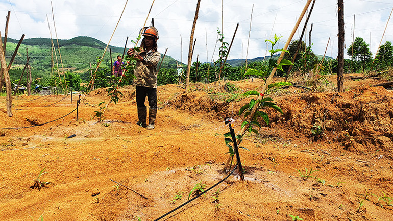 Ứng dụng hệ thống tưới nhỏ giọt tại xã Hơ Moong, huyện Sa Thầy.