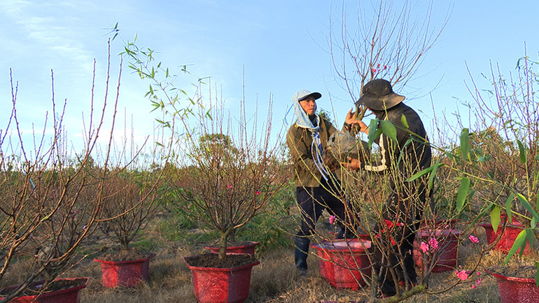 Cho đào vào chậu để đưa ra thị trường. Cho đào vào chậu để đưa ra thị trường.