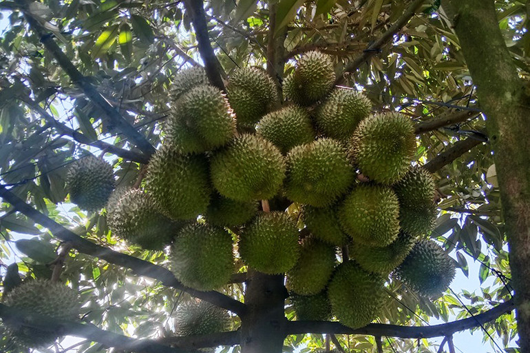 Sầu riêng được sản xuất công nghệ cao theo tiêu chuẩn VietGAP của ông Bùi Văn Quyển.