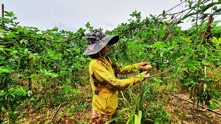 Mô hình trồng chanh dây mang lại hiệu quả kinh tế cao cho đồng bào dân tộc thiểu số huyện Sa Thầy.