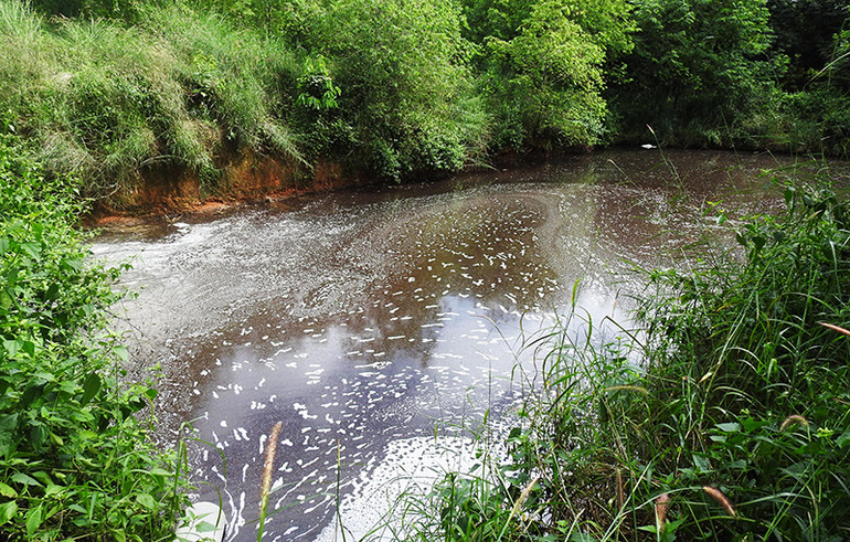 Dòng suối vẩn đục do nước thải từ trại lợn.