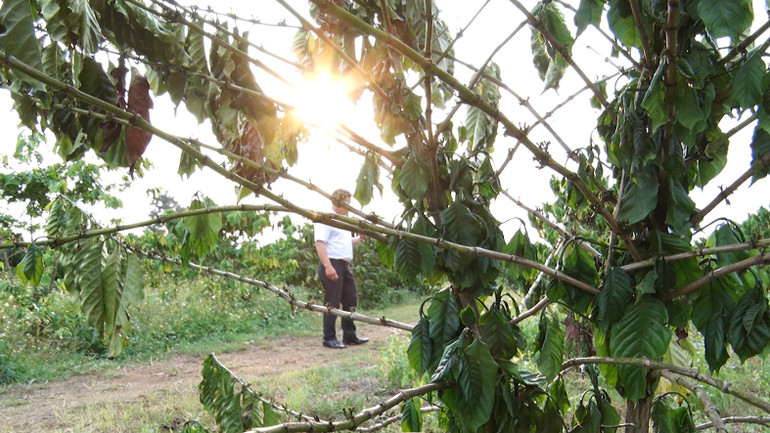 Nhiều diện tích cà-phê tái canh tại huyện Đăk Hà khô, héo vì hạn.