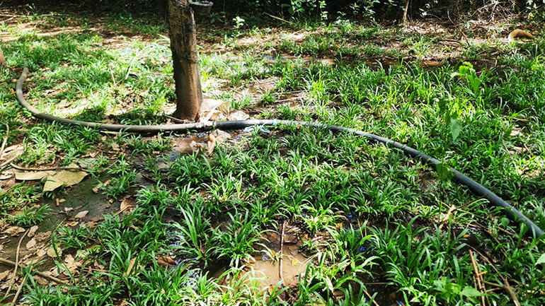 Đường ống chứa chất thải từ trại lợn chạy ngoằn ngoèo quanh rẫy cao su của người dân rồi đổ trực tiếp xuống suối gần đó.