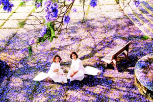 1. Phượng tím khoe sắc ở nhiều công sở, trường học tại Đà Lạt.