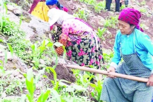 Người dân trên Cao nguyên đá Đồng Văn làm đất để trồng ngô chính vụ.