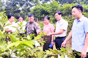 Lãnh đạo xã Hải Lựu, tỉnh Phú Thọ tham quan mô hình trồng ổi tại thôn Hòa Bình.
