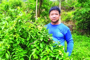 Người dân ở thôn Sơn Hồng, Gia Cát, Cao Lộc (Lạng Sơn) thu hái mận cơm chín sớm.