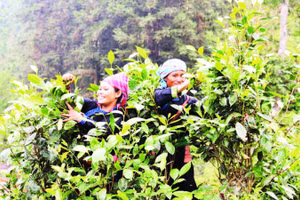 Người dân xã Bản Liền thu hái chè. (Ảnh ĐINH VINH)