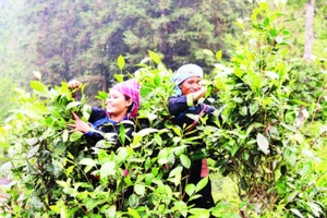 Người dân xã Bản Liền thu hái chè. (Ảnh ĐINH VINH)