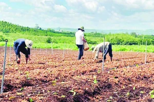 Nông dân Lâm Đồng tập trung khôi phục sản xuất nông nghiệp sau mưa lũ.