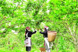 Lê ngọt ở Mường Hum