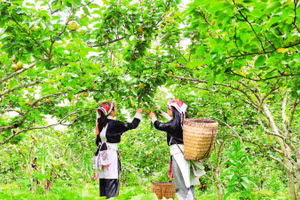 Người dân thu hoạch tại vườn lê xã Mường Hum.