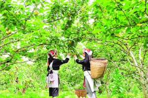 Người dân thu hoạch tại vườn lê xã Mường Hum.